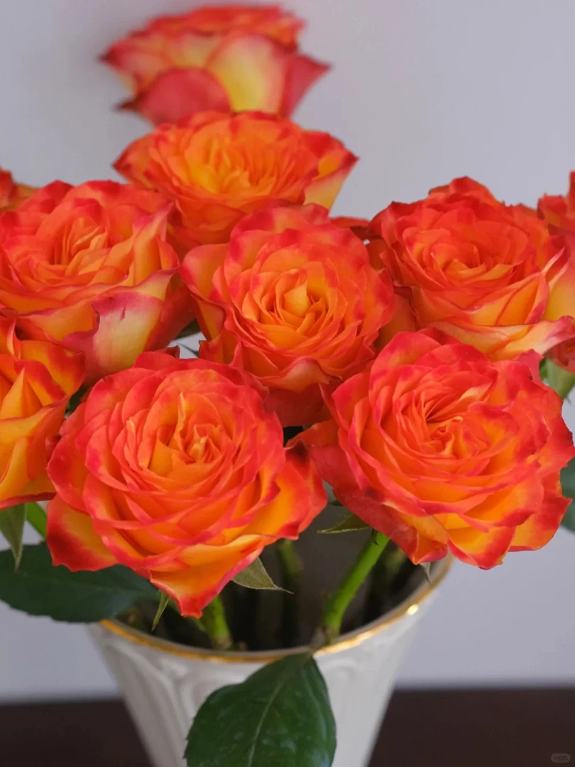 【17号活动专属】火焰多头玫瑰自带高级感花期超长多头玫瑰颜色艳丽