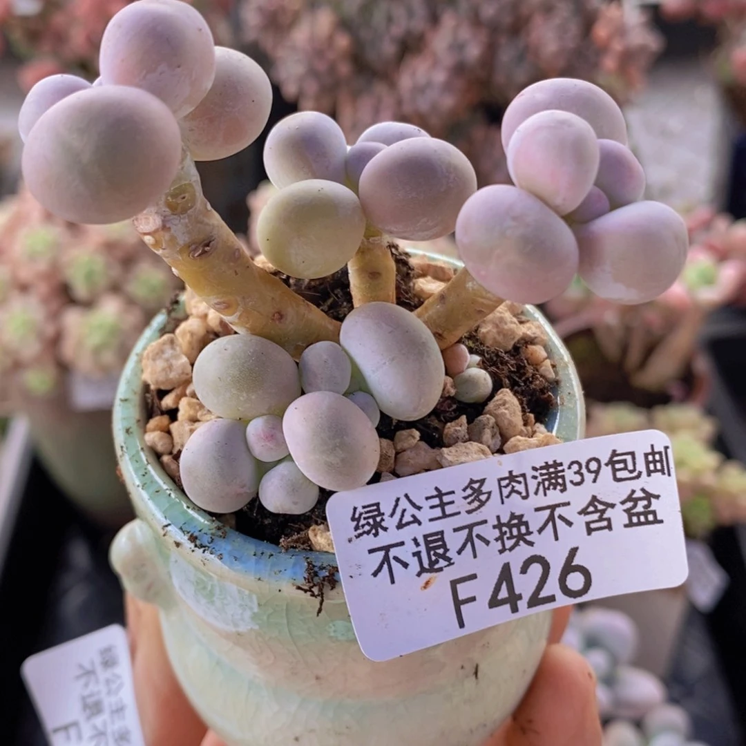橙奶6cm426多肉植物
