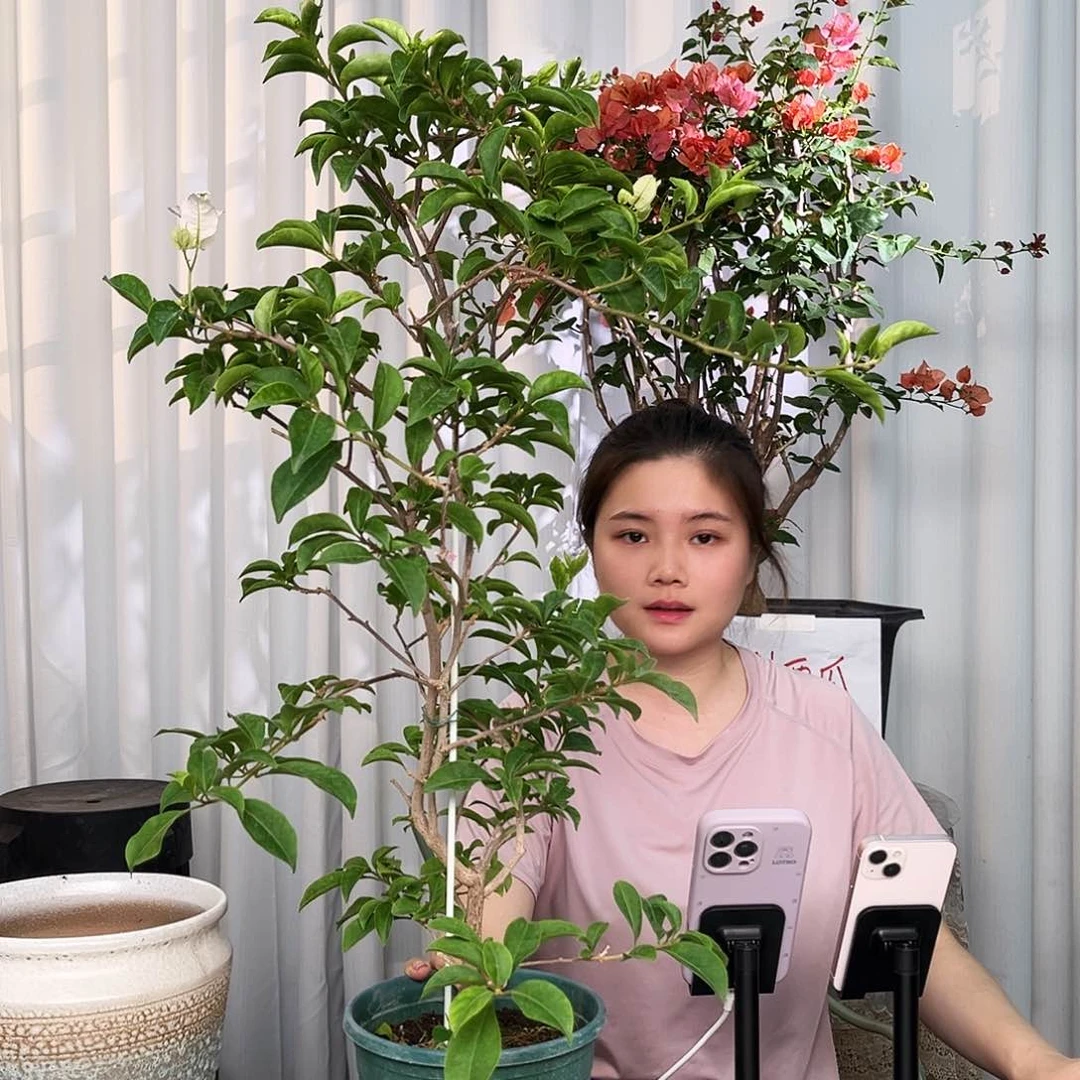 当前无花栽培后可以开花丽娜或苹果花带竹一颗