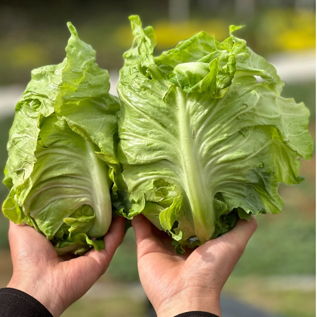 彭家沟农家自种富硒包菜