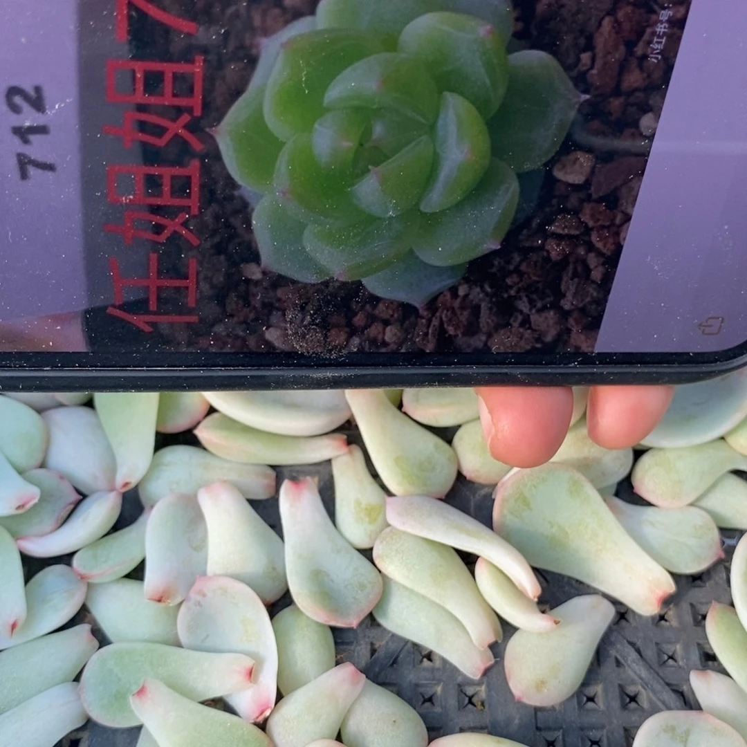纯叶片甜心712一片多肉叶子