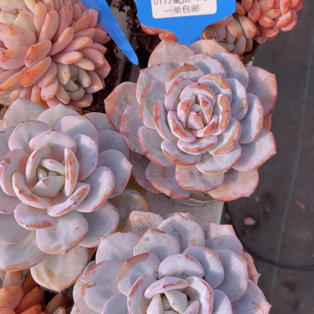 0113-6-韩版母本奶茶大单头一颗