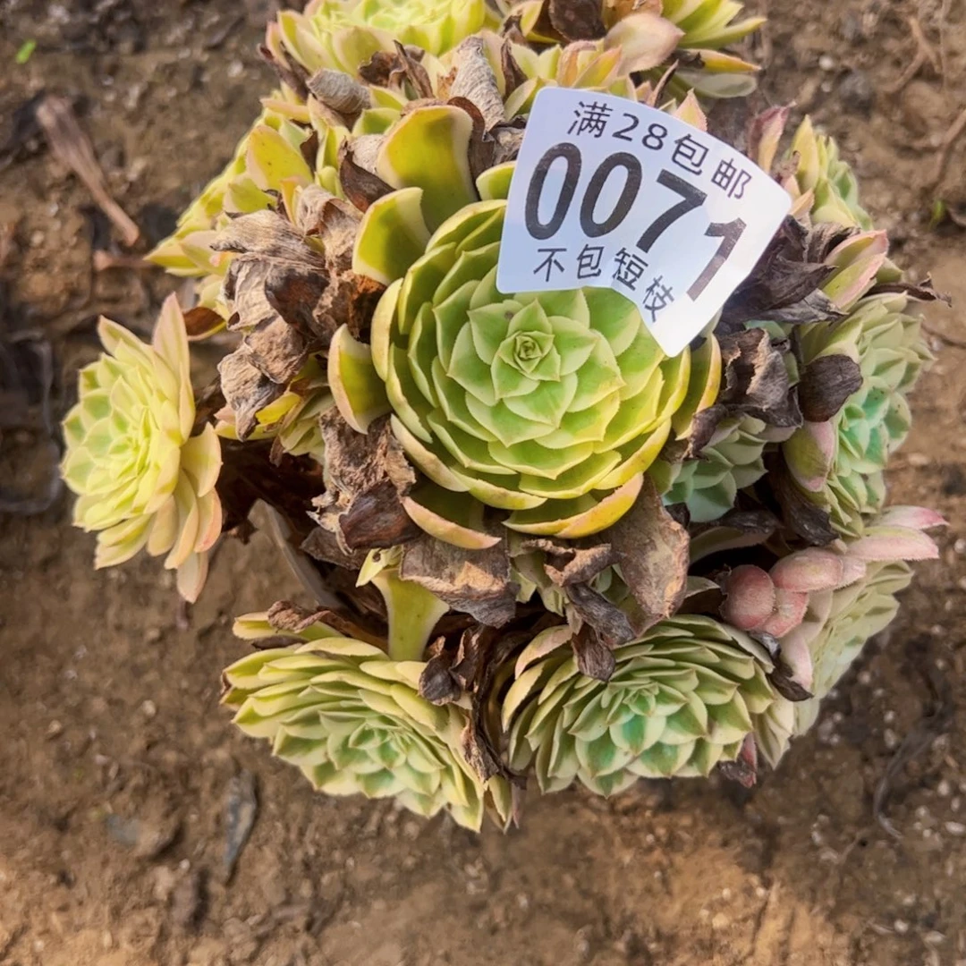 0071多肉植物法师瑶光