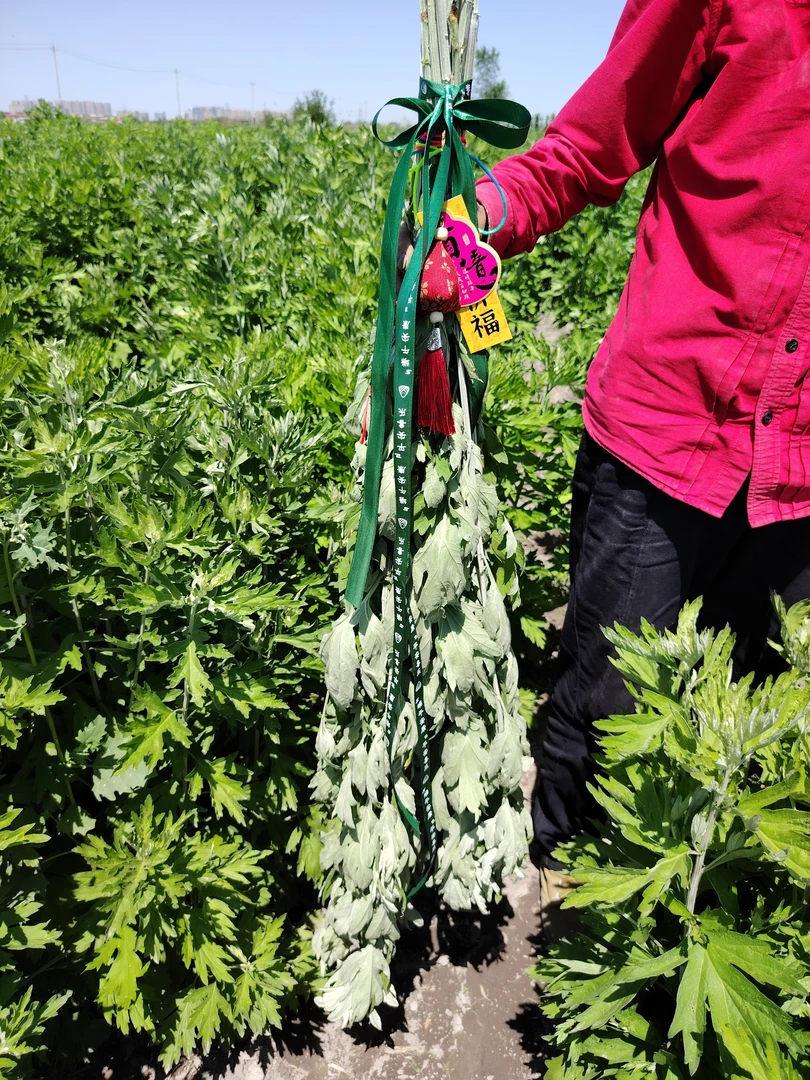 端午节39支新鲜艾草（七彩绳 祈福卡  ）