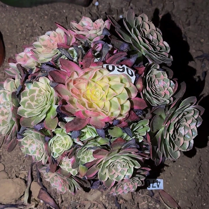 090唐三彩多肉植物