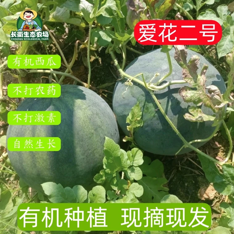 精品礼品西瓜爱花二号农家有机西瓜