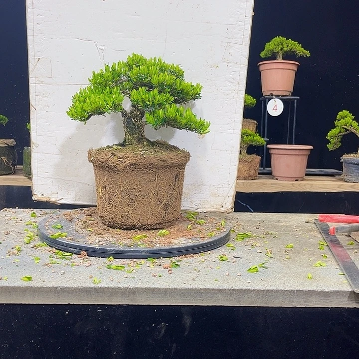 无花朵黄杨盆景四季常绿