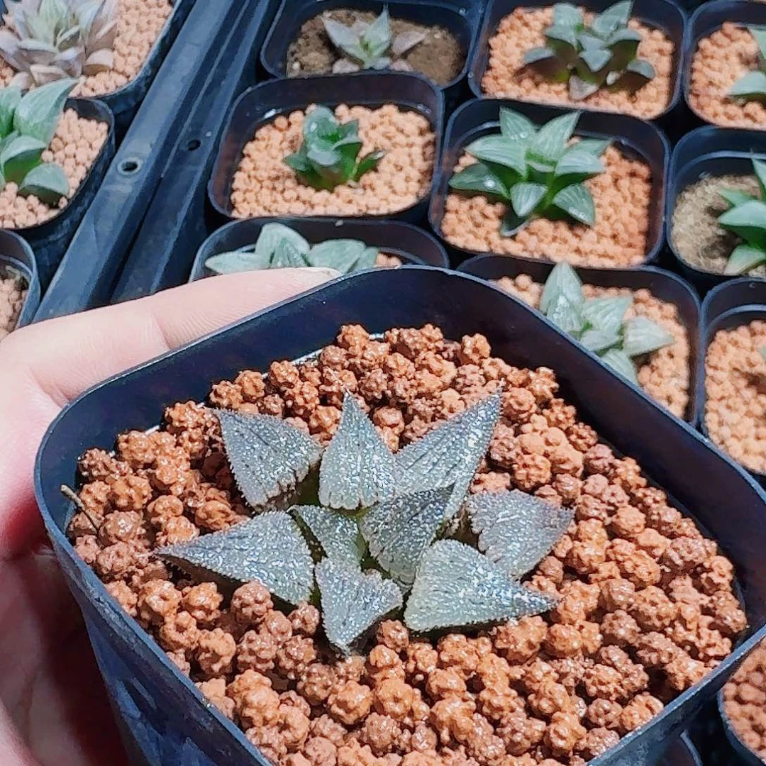 刘***牛十二卷 实生特选福利