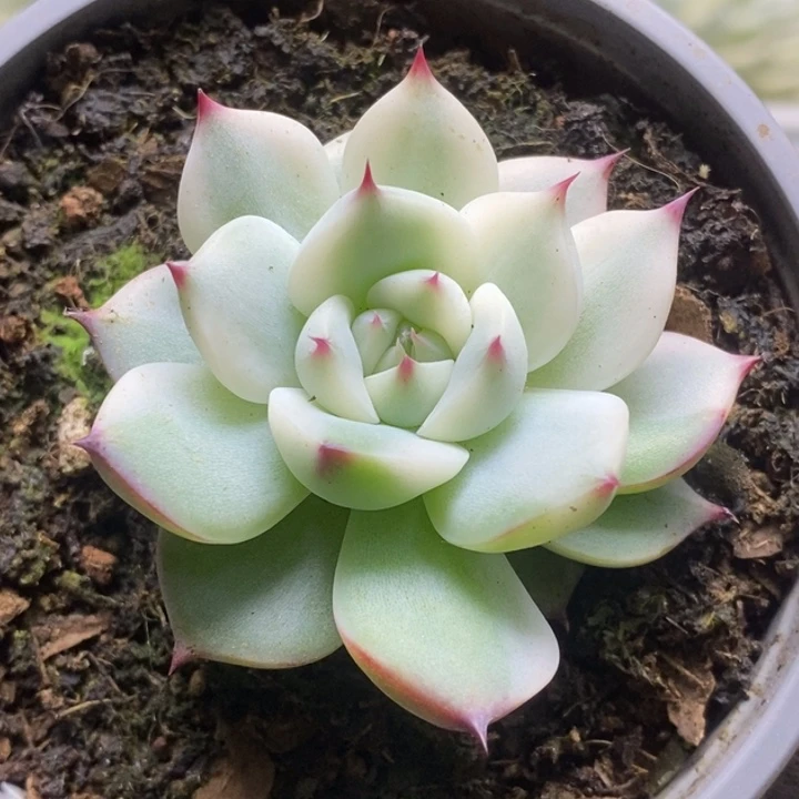 001吉娃娃锦锦锦锦锦锦