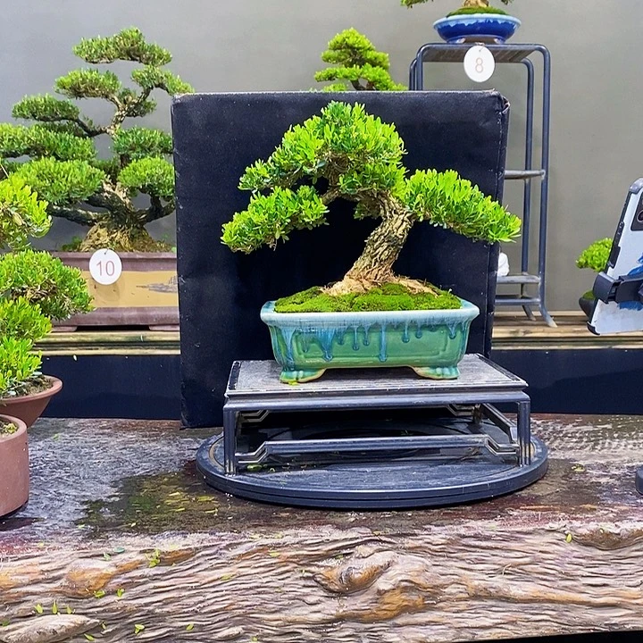 无花朵黄杨盆景四季常青