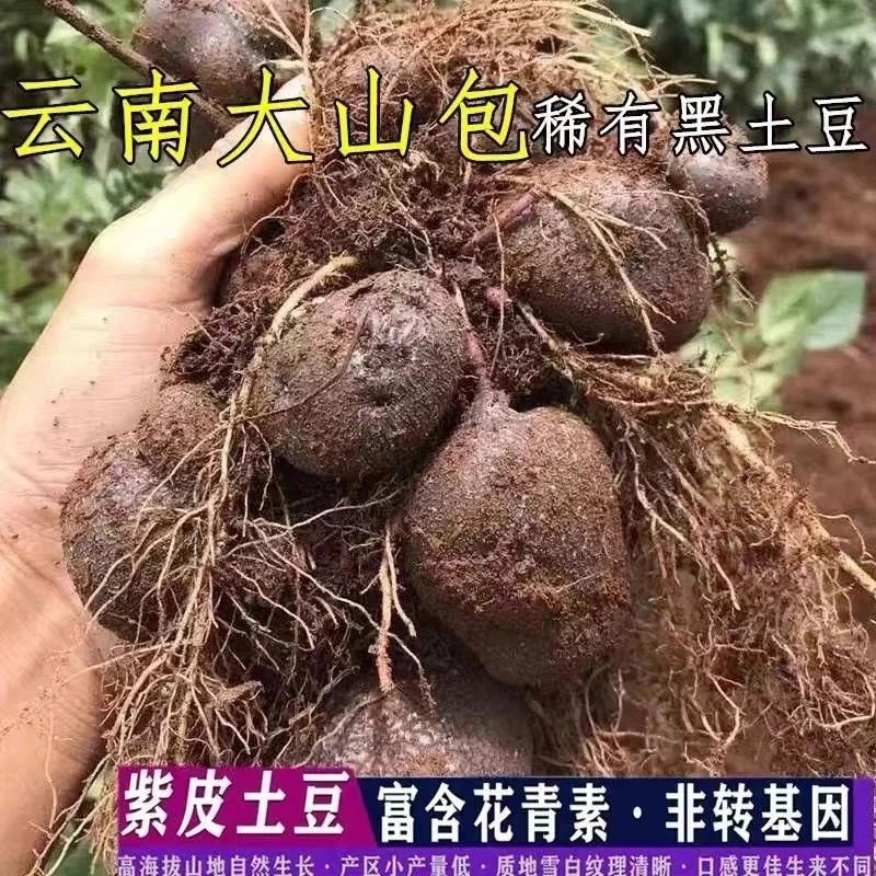 土豆【花青素洋芋】云南昭通大山包小黑洋芋七彩土豆当季蔬菜马铃薯