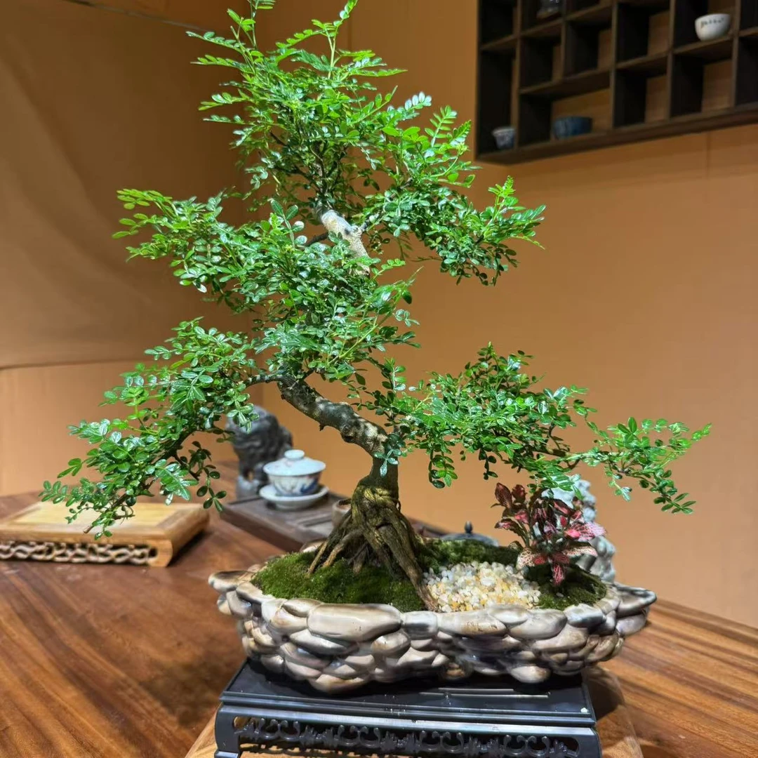 游龙清香胡椒木造型树老桩花卉四季好养绿植盆栽室内客厅盆景绿植
