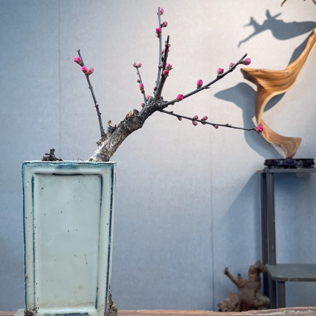 贼月季盆景11111︷****ㄨ