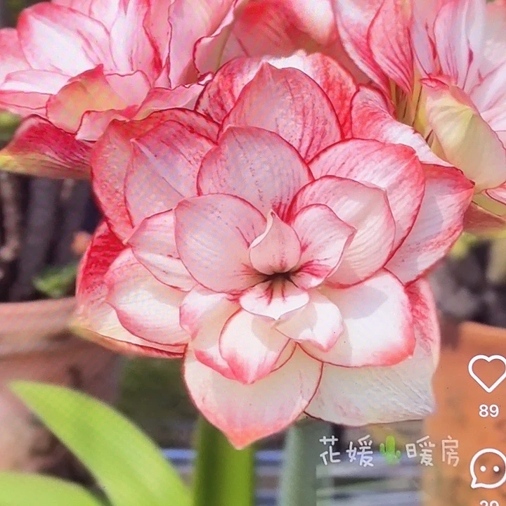 美羊羊直径7+三侧