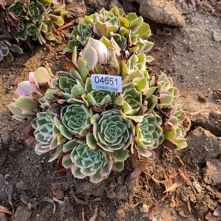 04651女妖多肉植物和阿诗