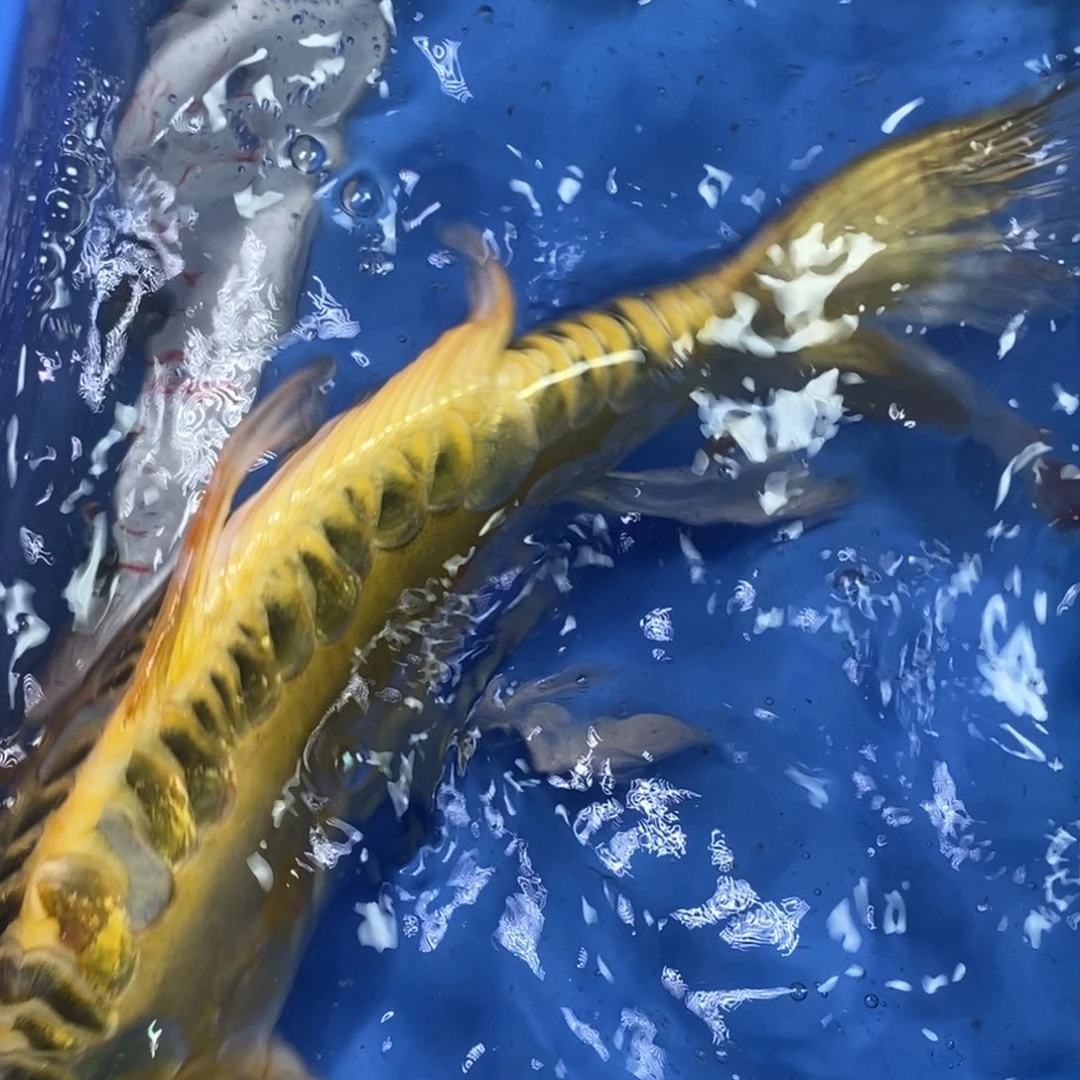锦鲤冷水锦鲤包邮