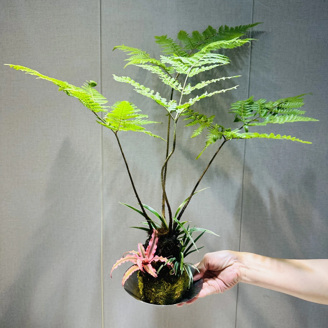 网红蕨类铁线蕨凤尾蕨波斯顿蕨室内耐阴盆栽植物