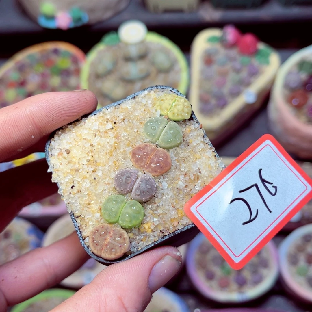 276生石花带盆发1