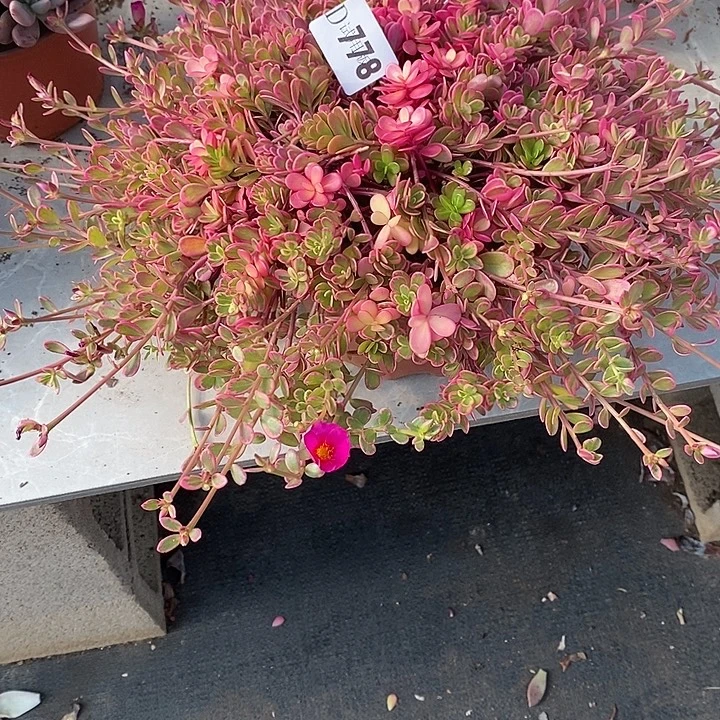 平***哥778太阳花锦多肉植物