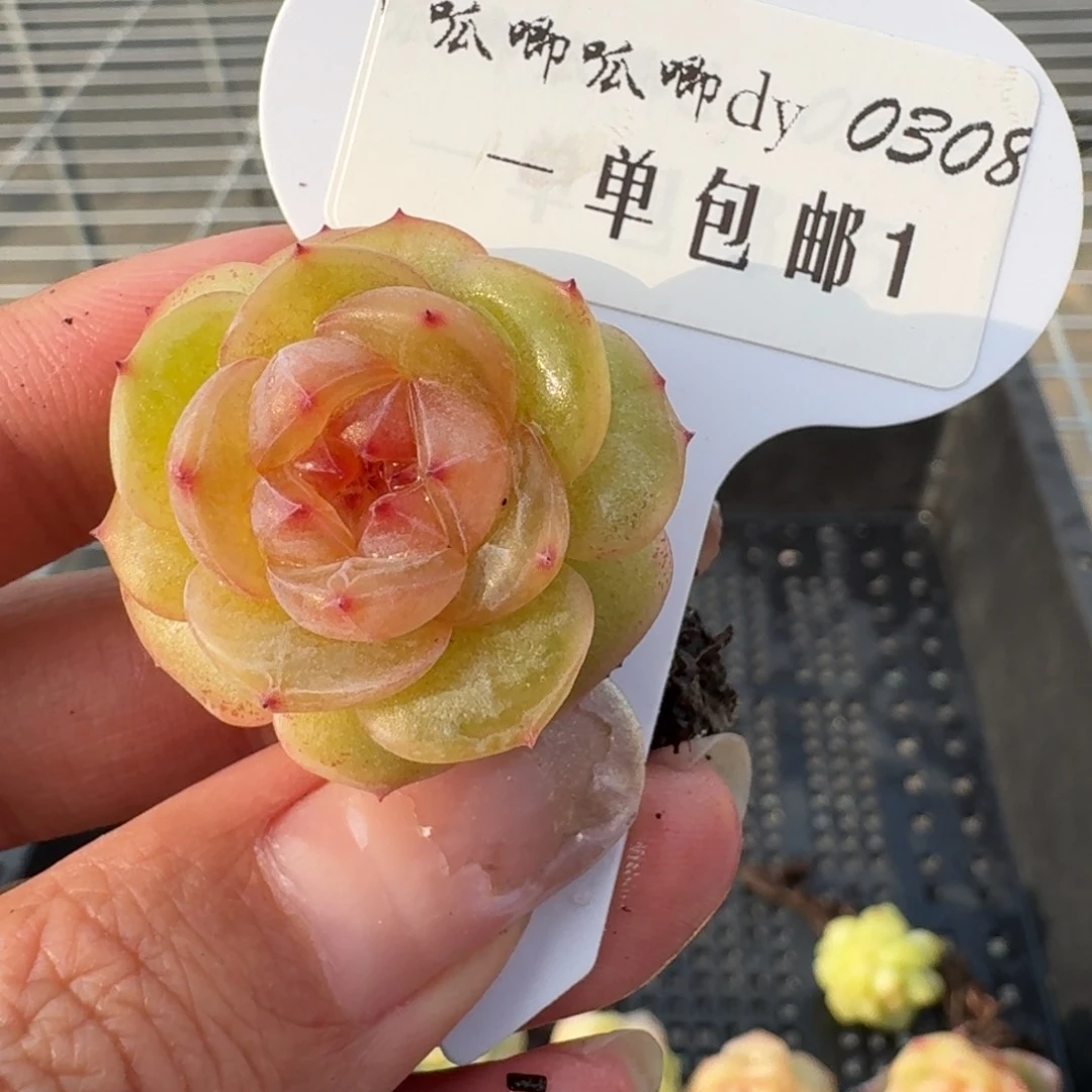 0308-01-精品选育