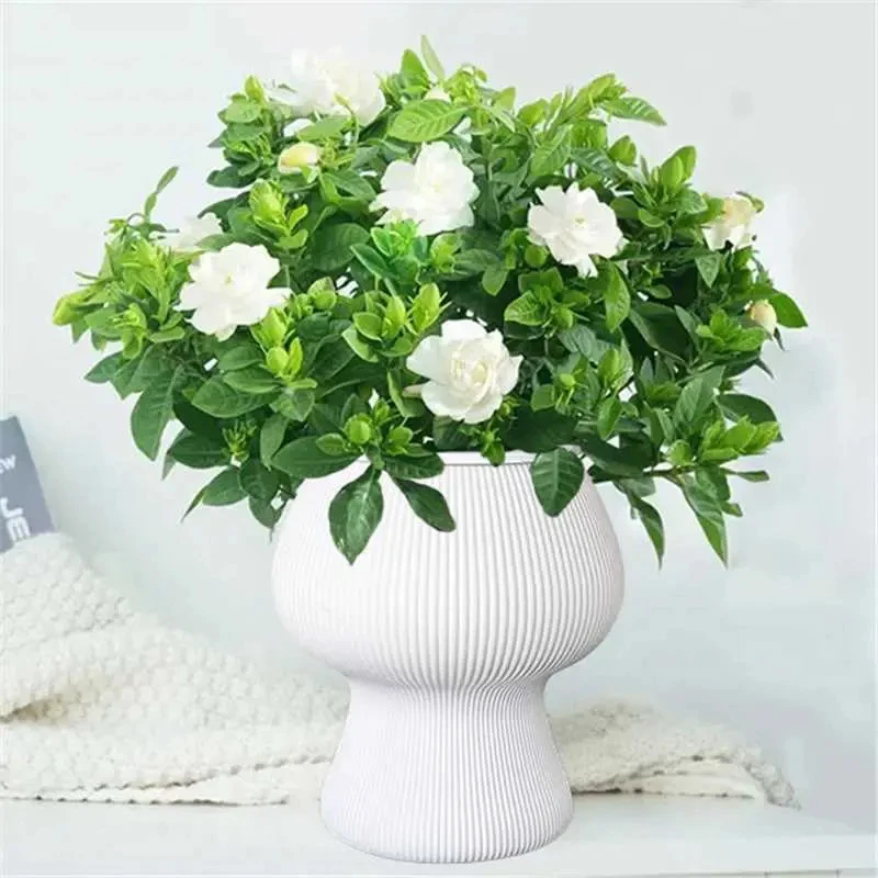 栀子花盆栽开花浓香型花卉植物室内工位驱蚊小绿植阳台四季好养活