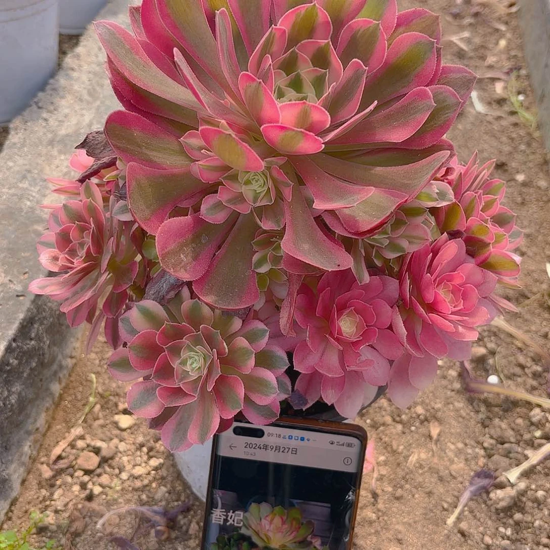 香妃手捧多肉植物一号