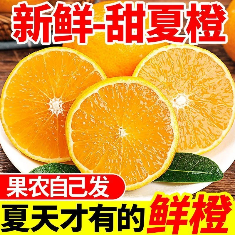 广西桂林高山夏橙