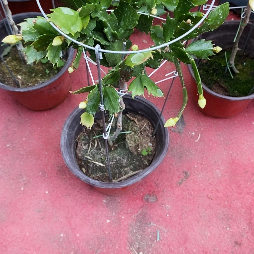 海***^完全开放福利款单层