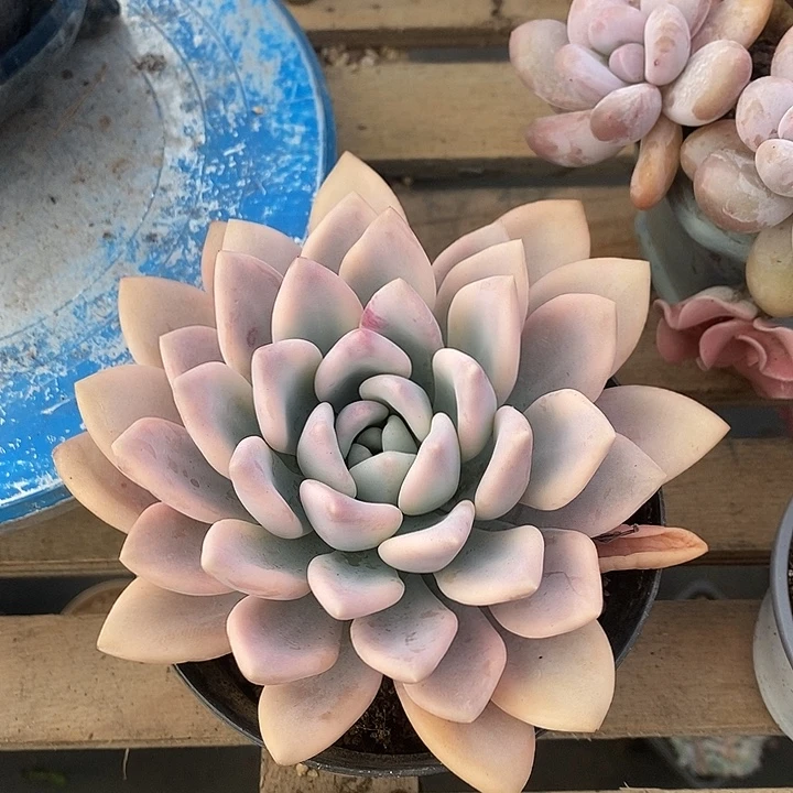 多肉植物肉肉植物