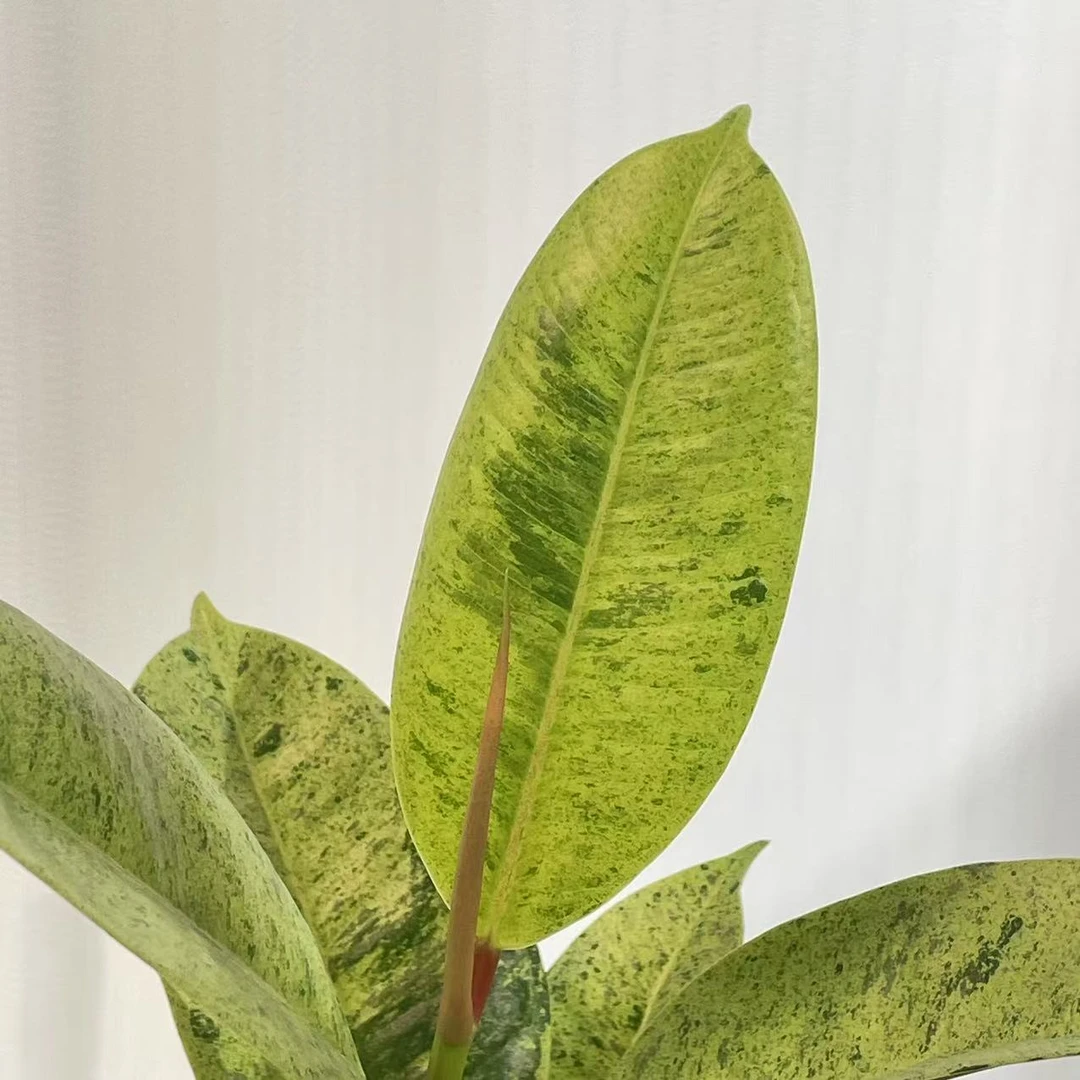 雀斑小姐橡皮树 锦化半户外氛围植物盆栽 浇浇植物