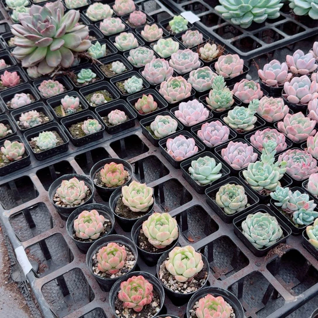 8-1多肉杂交退款三十颗量拍