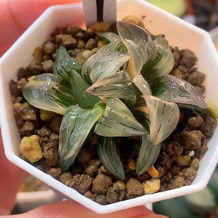 1号双头红纹寿锦一物一拍