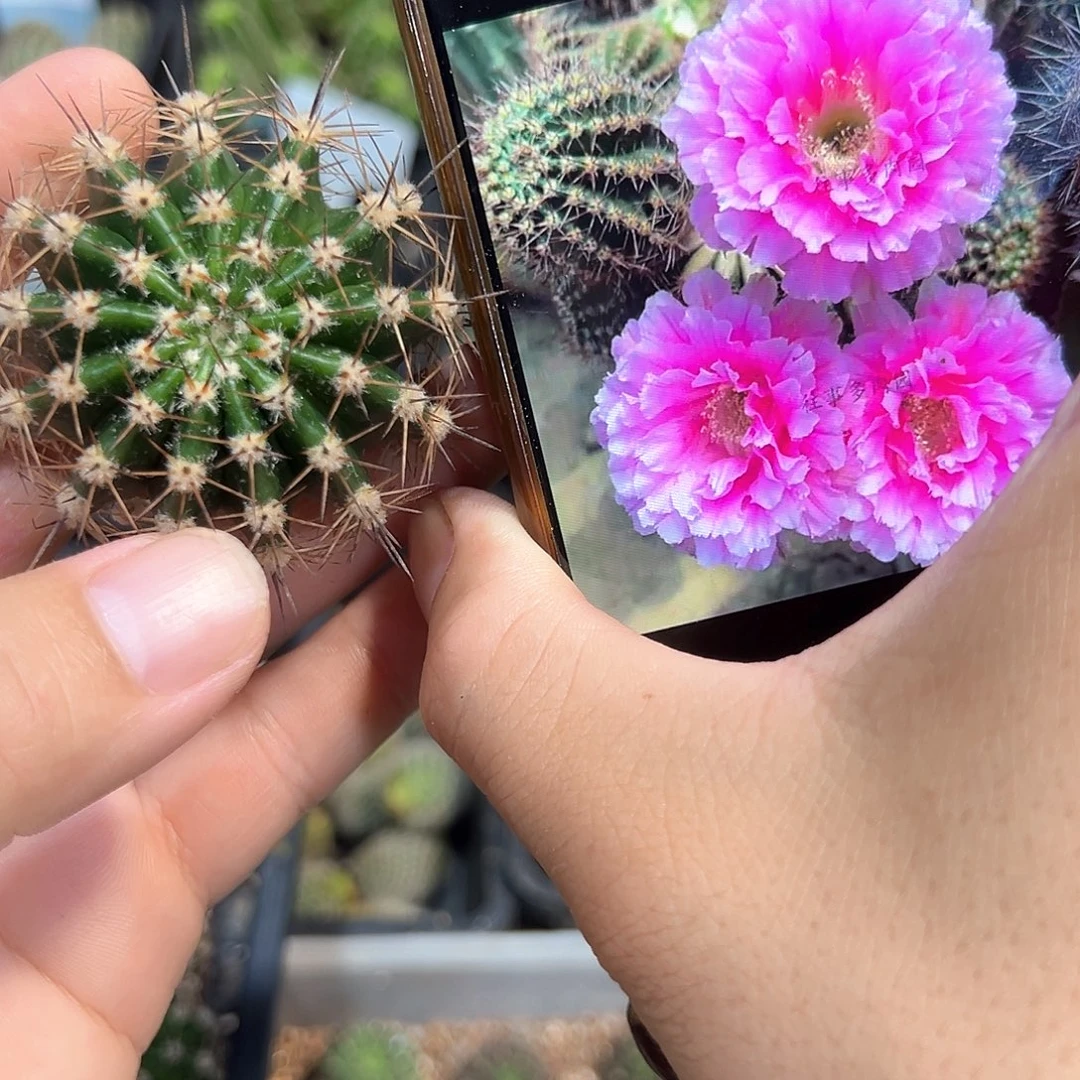 可可可重瓣粉大花侧芽一颗