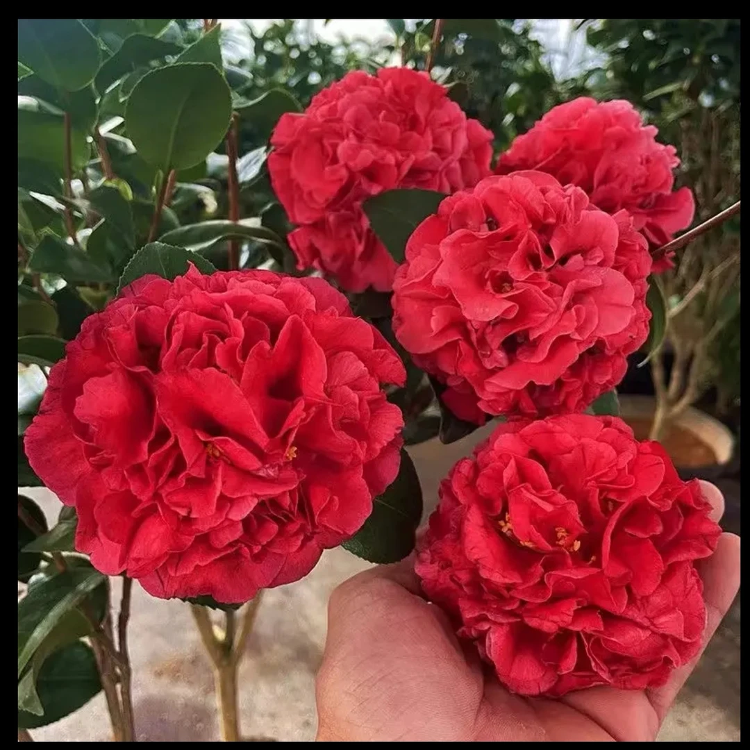 克瑞墨大牡丹茶花大花盆栽品种茶花好养一物一拍链接