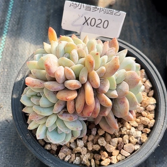 我是第一百个为妖刀应援的