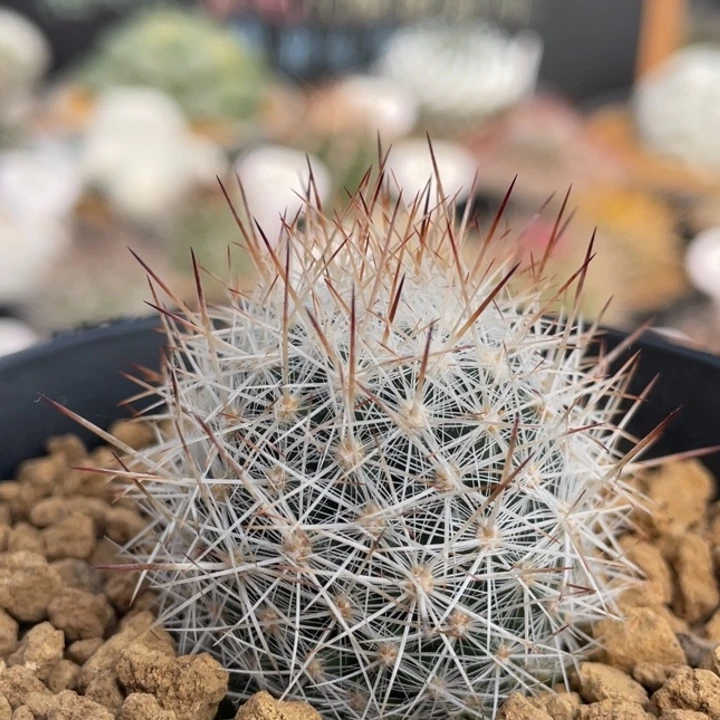 群狼丸      折后价