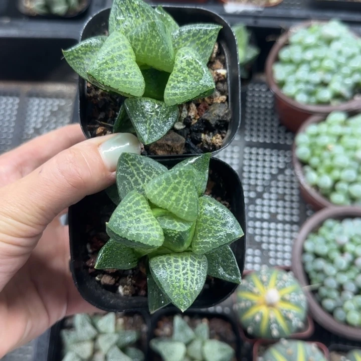 白鲸康平多肉植物