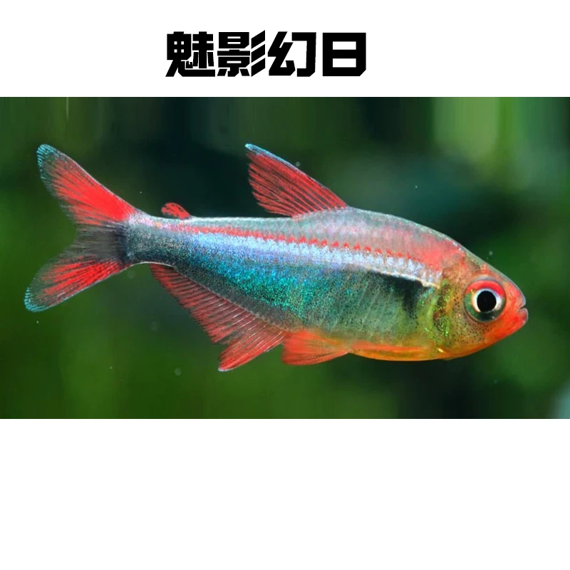 魅影幻日帝王F1灯科鱼