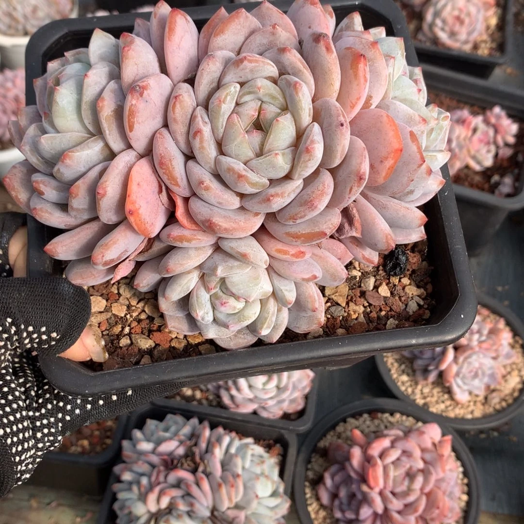 石榴籽哈哈哈哈哈哈哈哈！冰玉