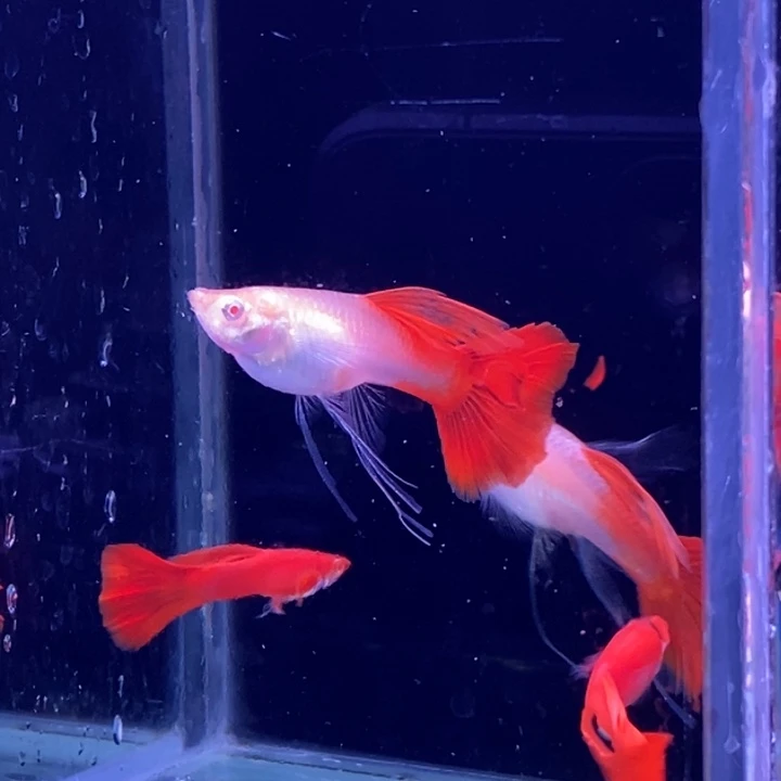 孔雀鱼血红大西2对孔雀