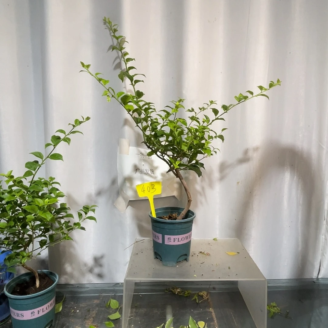 当前无花栽培后可以开花403巴西紫扦插