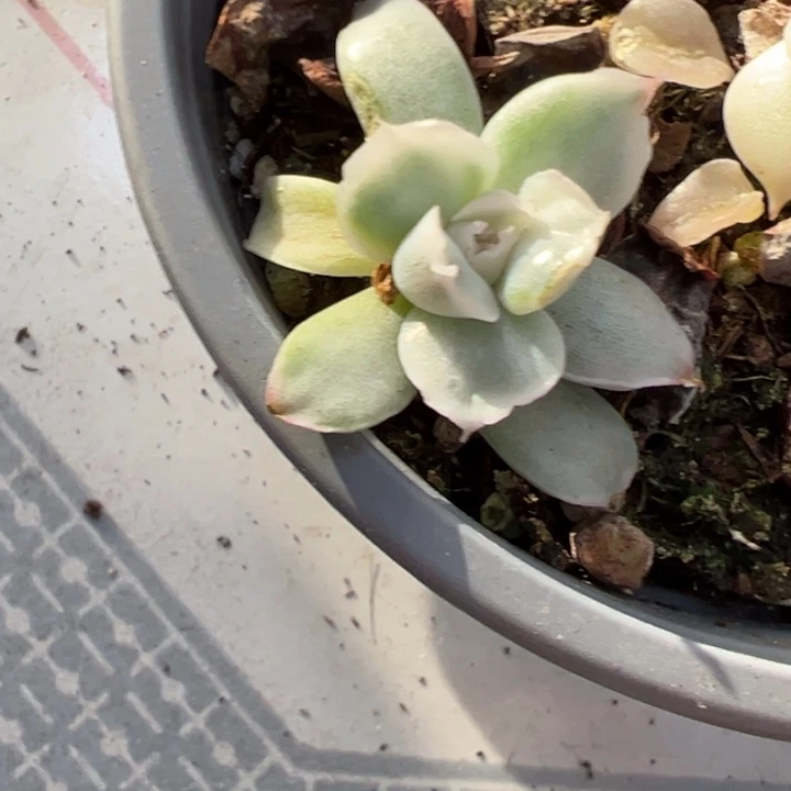 仿虾饺锦多肉植物1156