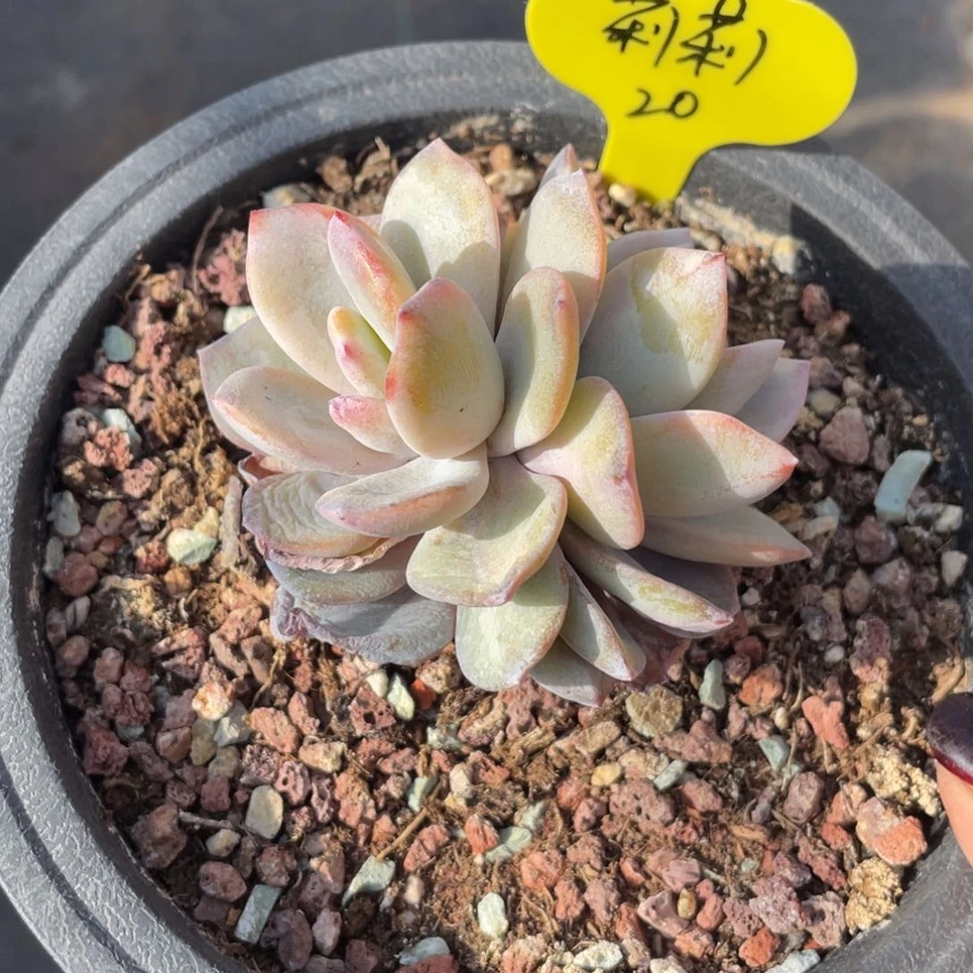 莉**～奶茶双头有瑕疵一个20