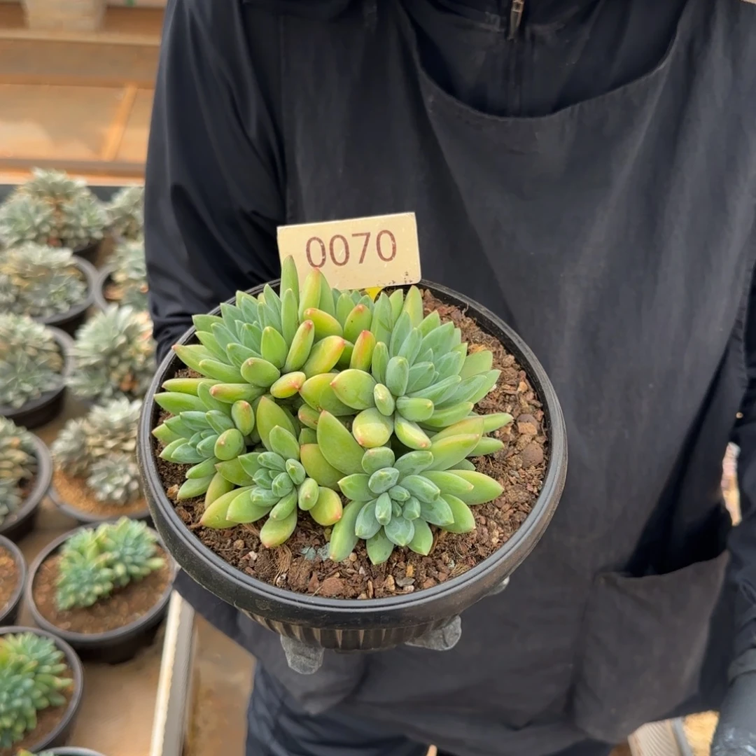 云朵泡泡。    福利。 0070号。