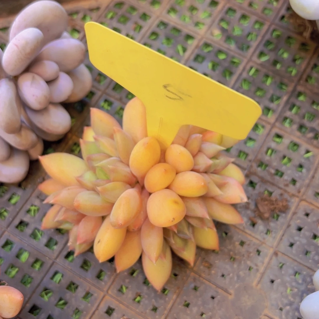 M***I云南金致家精品多肉