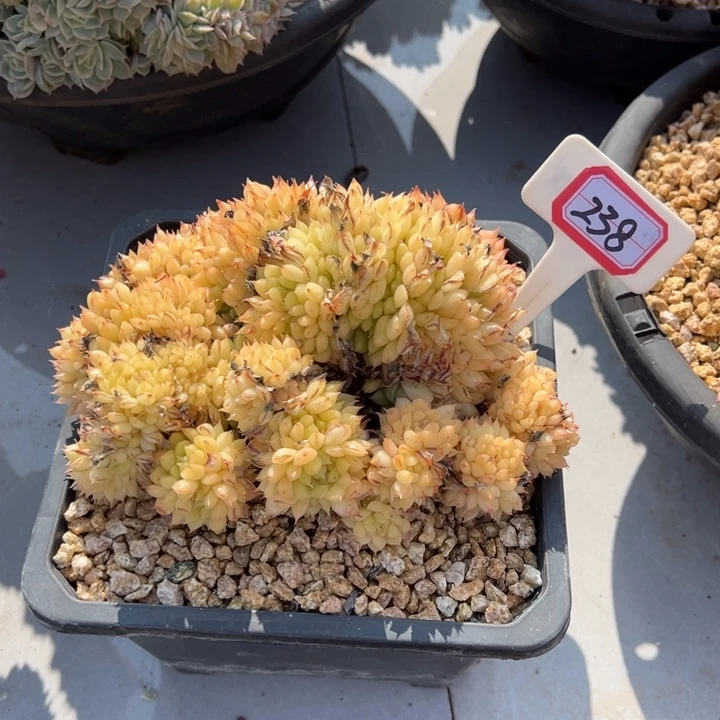 快***行黄色缀一物一拍238号