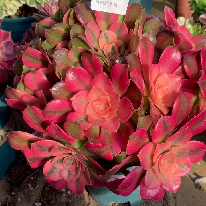 216香妃多肉植物