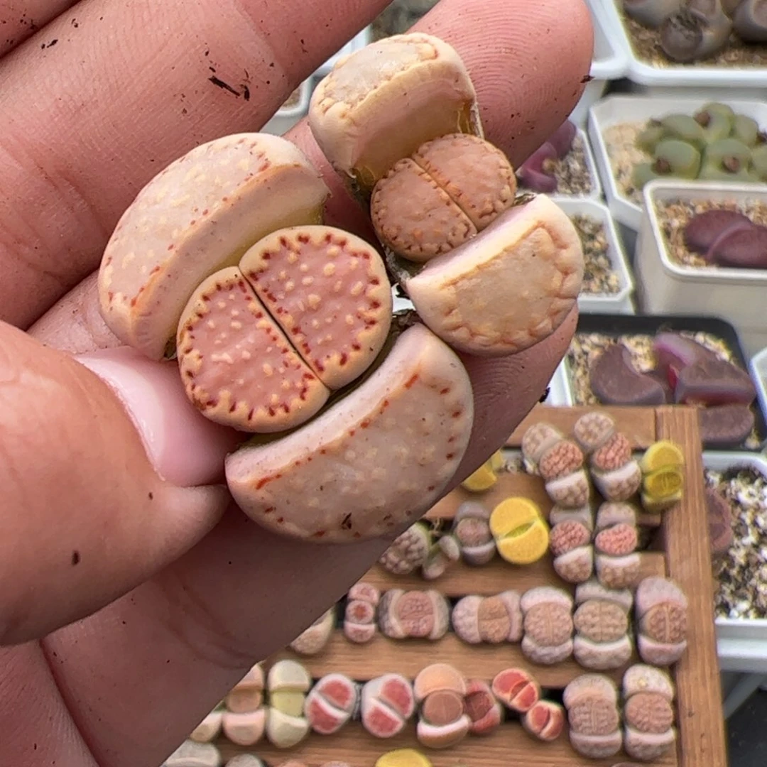 是****?111号饼干2颗 多肉植物