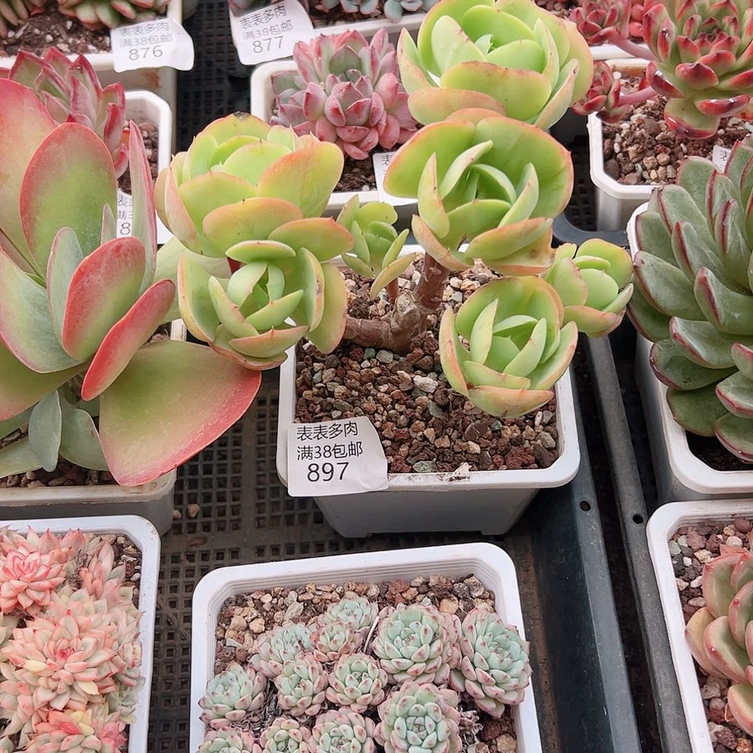 四***壹多肉一物一拍植物897
