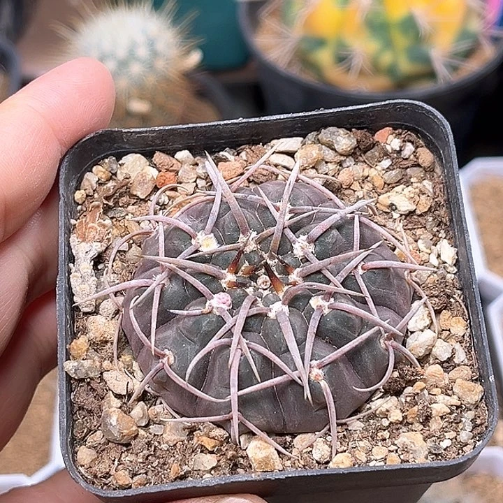 无花朵强刺裸萼实生球一颗